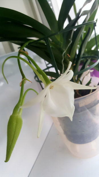 angraecum "Lady Lisa"x sesquipedale - Orhidee_3_monopodiale