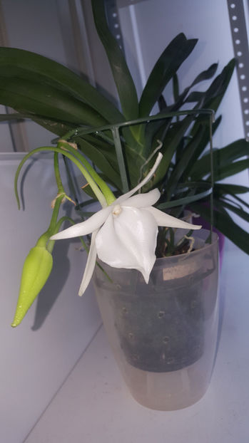 angraecum "Lady Lisa"x sesquipedale - Orhidee_3_monopodiale