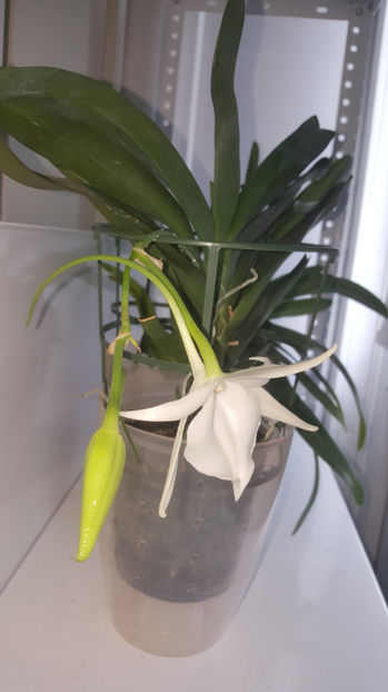 angraecum "Lady Lisa"x sesquipedale - Orhidee_3_monopodiale