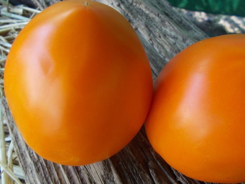  - SEMINTE ROSII - T 812 QUEEN MARBENA