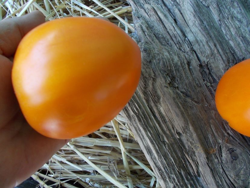  - SEMINTE ROSII - T 812 QUEEN MARBENA