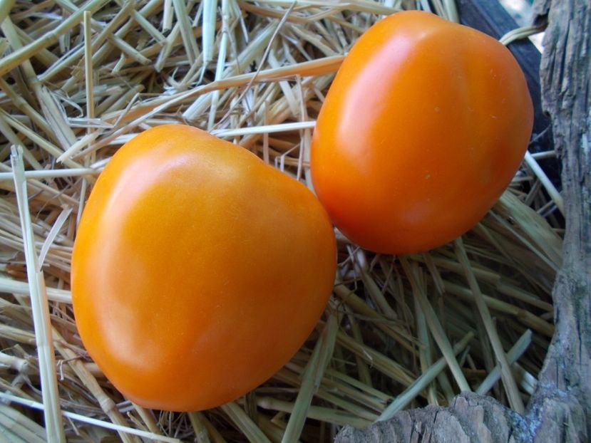  - SEMINTE ROSII - T 812 QUEEN MARBENA