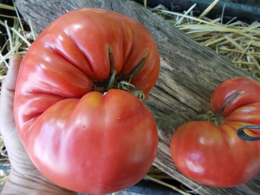  - SEMINTE ROSII - T 877 ROSA DE BARBASTRO