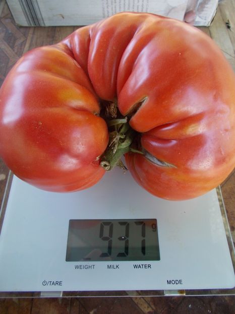  - SEMINTE ROSII - T 877 ROSA DE BARBASTRO