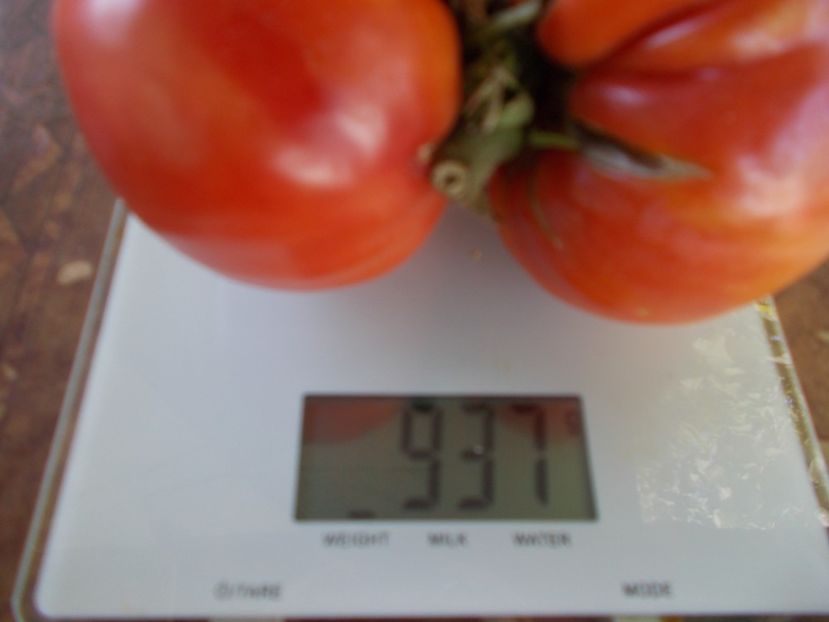  - SEMINTE ROSII - T 877 ROSA DE BARBASTRO