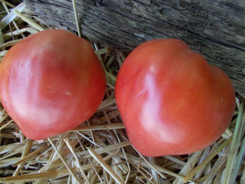  - SEMINTE ROSII - T 922 IVANUSHKA HEART