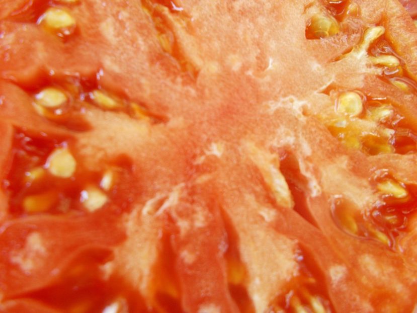  - SEMINTE ROSII - T 922 IVANUSHKA HEART