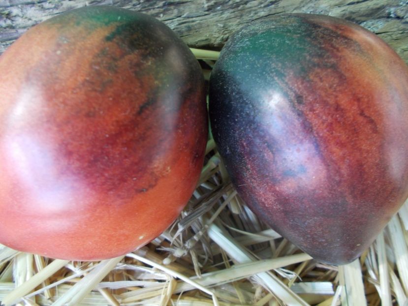  - SEMINTE ROSII - T 868 JUNIOR SERGEANT