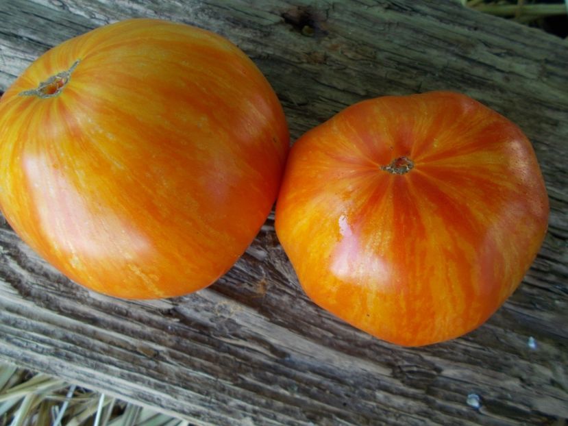  - SEMINTE ROSII - T 940 SUNRISE JAZZ - Rainbow Jazz