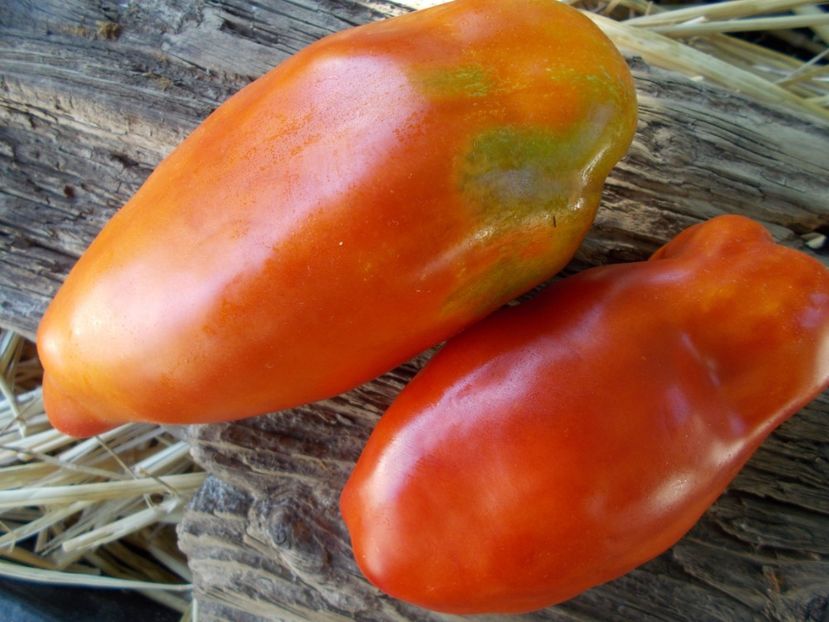  - SEMINTE ROSII - T 880 SARNOWSKI POLISH PLUM