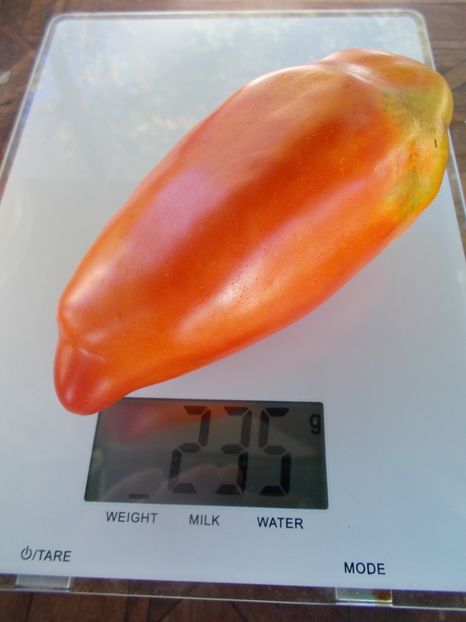  - SEMINTE ROSII - T 880 SARNOWSKI POLISH PLUM