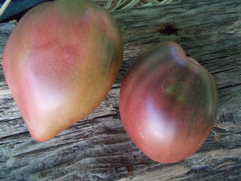  - SEMINTE ROSII - T 925 DWARF PURPLE HEART