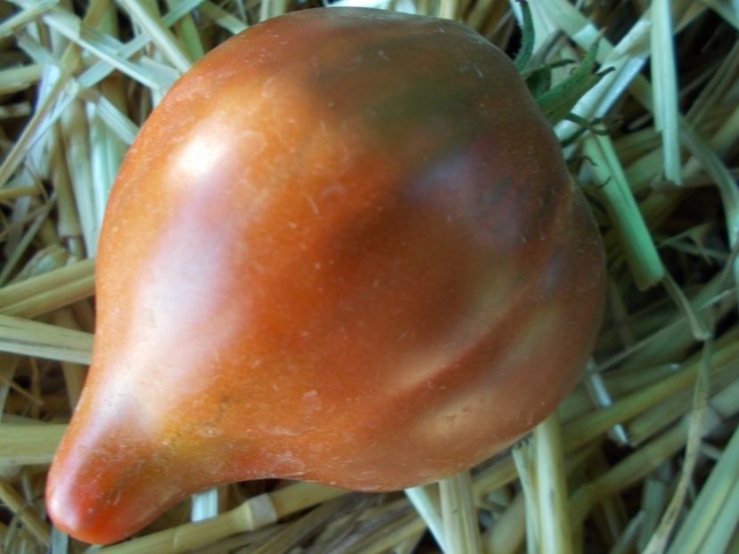  - SEMINTE ROSII - T 925 DWARF PURPLE HEART