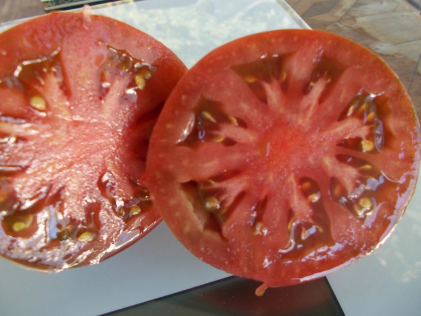  - SEMINTE ROSII - T 925 DWARF PURPLE HEART