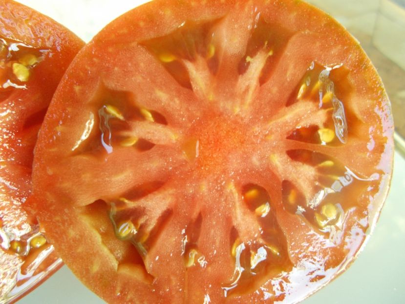  - SEMINTE ROSII - T 925 DWARF PURPLE HEART