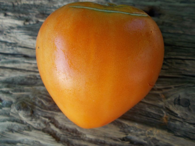  - SEMINTE ROSII - T 894 HEART OF ASHGABAT