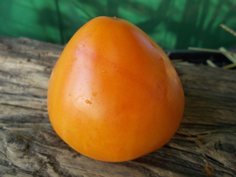  - SEMINTE ROSII - T 894 HEART OF ASHGABAT