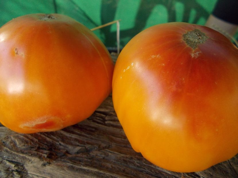  - SEMINTE ROSII - T 919 EVA S AMISH STRIPE