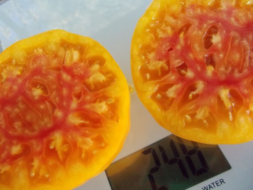  - SEMINTE ROSII - T 919 EVA S AMISH STRIPE