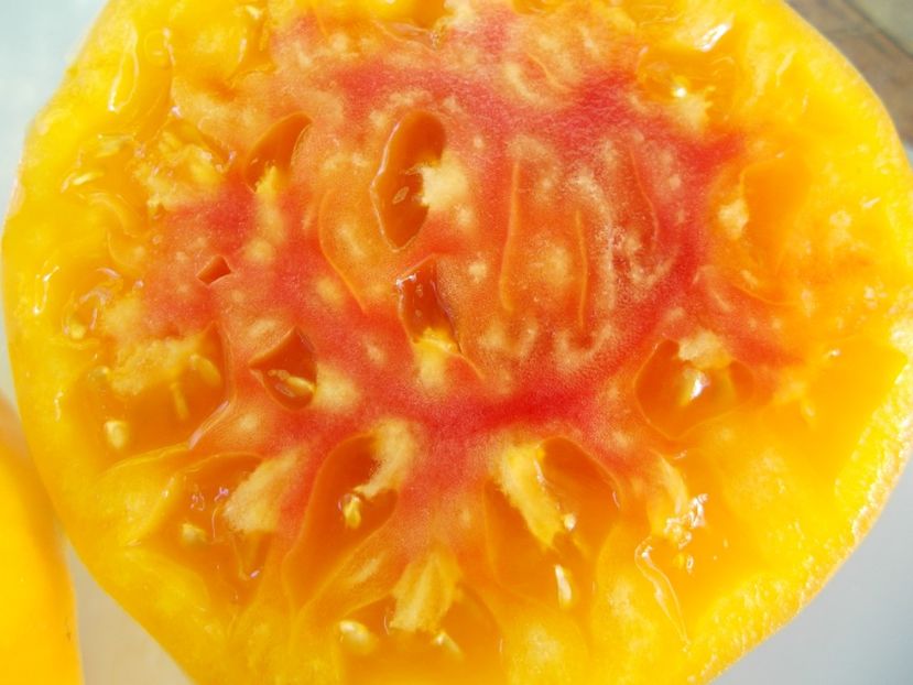  - SEMINTE ROSII - T 919 EVA S AMISH STRIPE