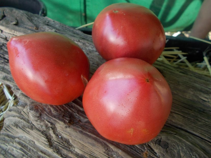  - SEMINTE ROSII - T 895 MISHKA KOSOLAPY