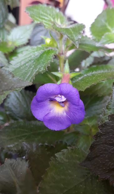  - 0001 2022 - BriD s LIEBREIZ