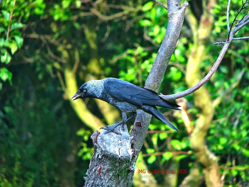 CIOARA - PASARI - BIRDS