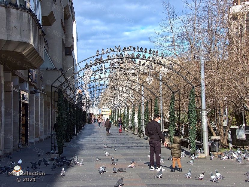 CENTRU CRAIOVA - PASARI - BIRDS