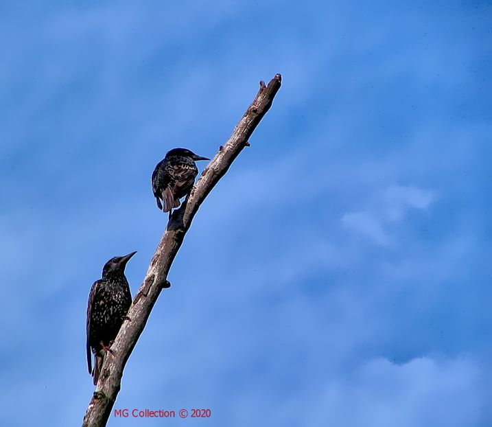 GRAUR Pestritz - PASARI - BIRDS