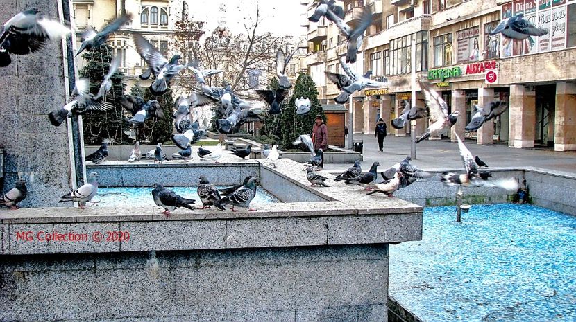 CENTRU CRAIOVA - PASARI - BIRDS