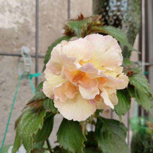  - Yellow English Rose