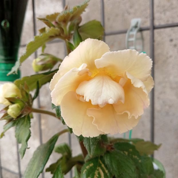  - Yellow English Rose
