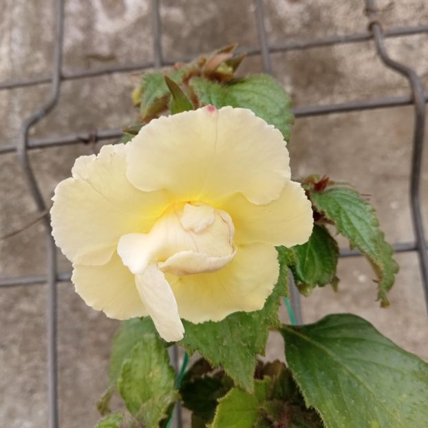  - Yellow English Rose