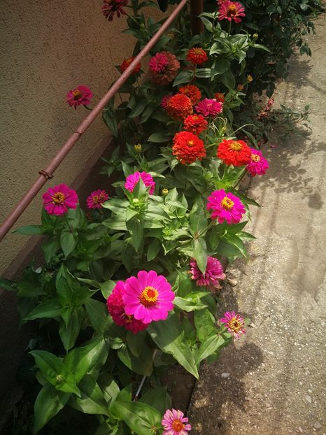  - Flori din curtea soacră-mi!