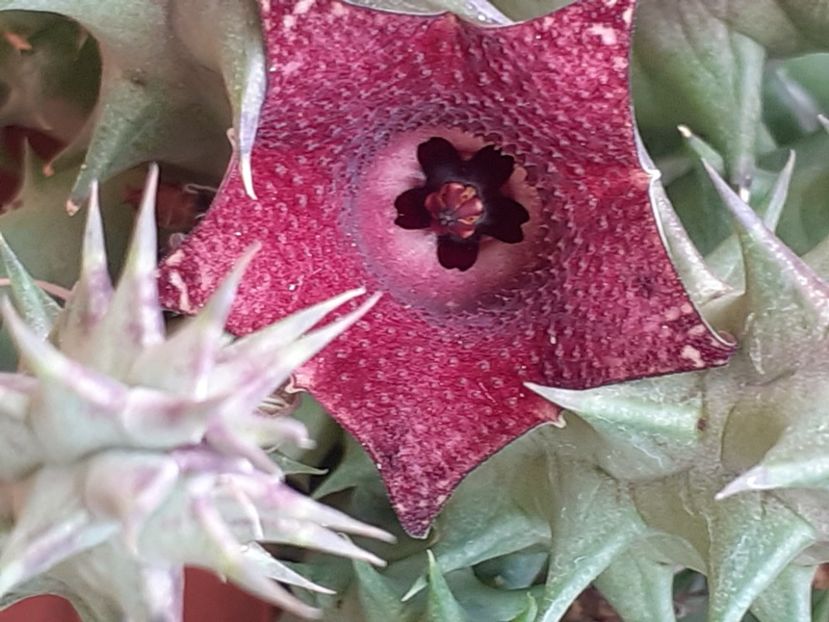  - Huernia