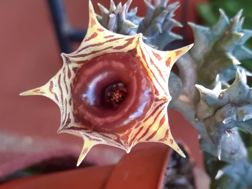  - Huernia