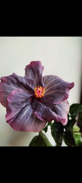 Screenshot_2022-07-15-21-02-54-414_com.miui.gallery - 2022-2