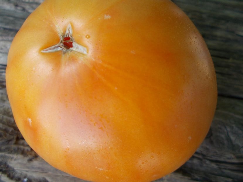  - SEMINTE ROSII - T 936 DIXIE GOLDEN GIANT