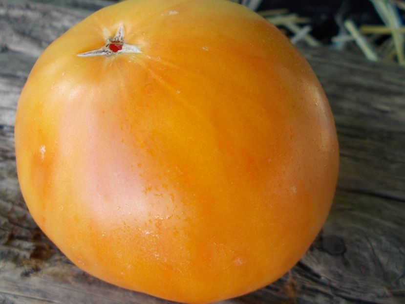  - SEMINTE ROSII - T 936 DIXIE GOLDEN GIANT