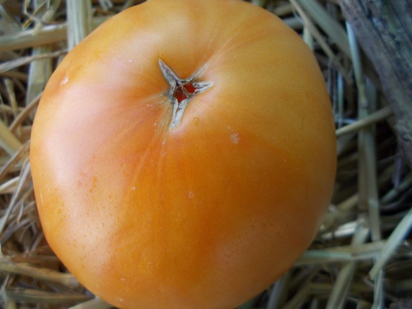  - SEMINTE ROSII - T 936 DIXIE GOLDEN GIANT