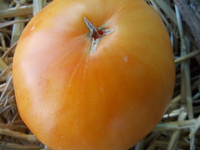  - SEMINTE ROSII - T 936 DIXIE GOLDEN GIANT