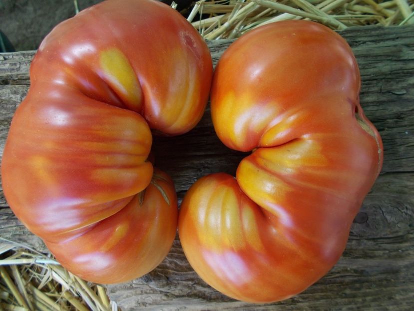  - SEMINTE ROSII - T 924 SLANKARD S