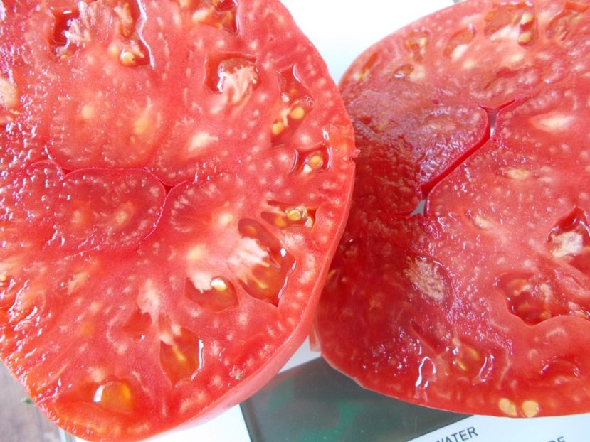  - SEMINTE ROSII - T 906 ZIMAREVSKI GIANT