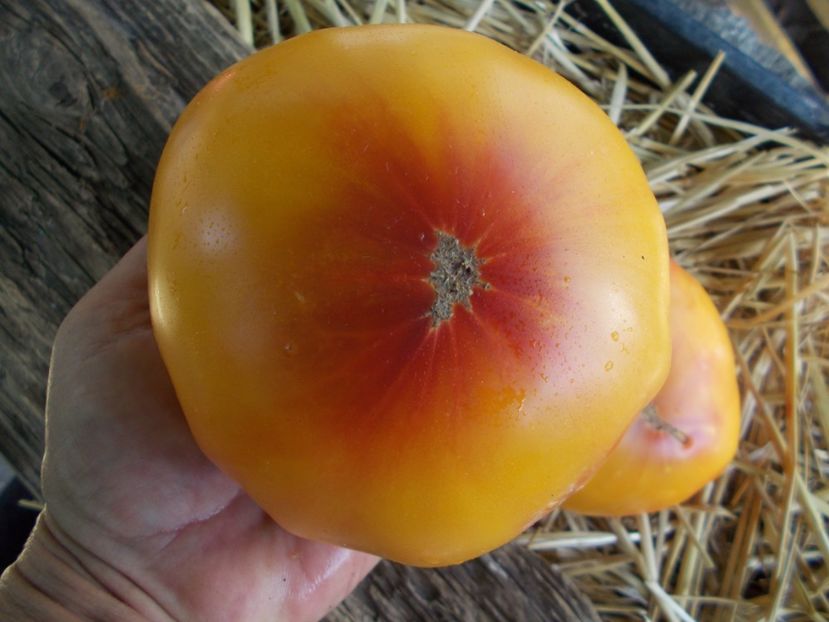  - SEMINTE ROSII - T 330 MORTGAGE LIFTER BICOLOR