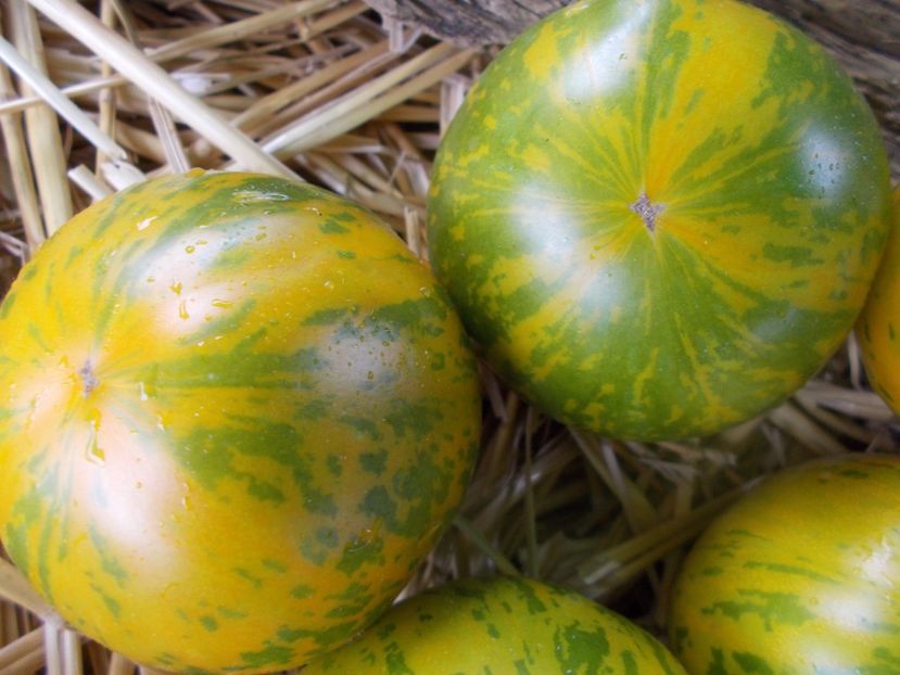  - SEMINTE ROSII - GREEN ZEBRA