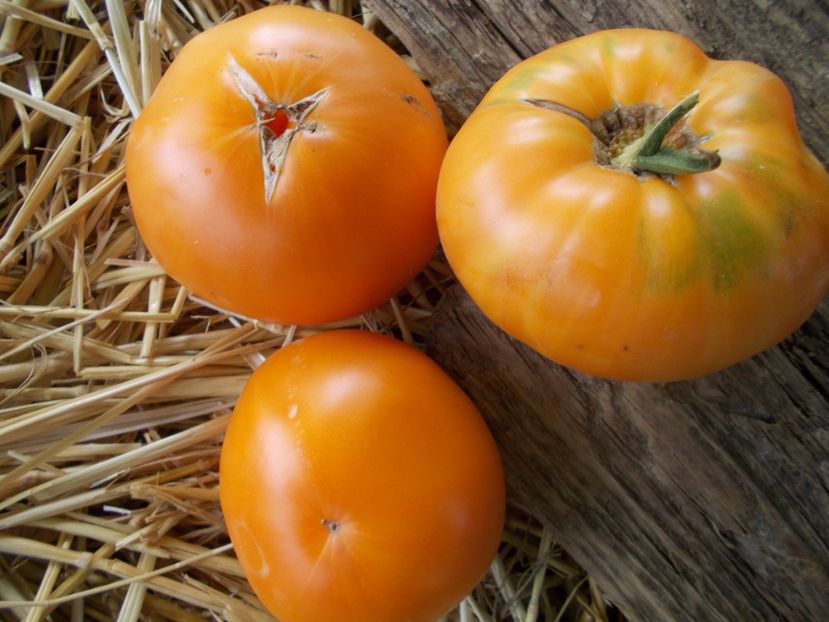  - SEMINTE ROSII - T 963 ISBELL S GOLDEN COLOSSAL