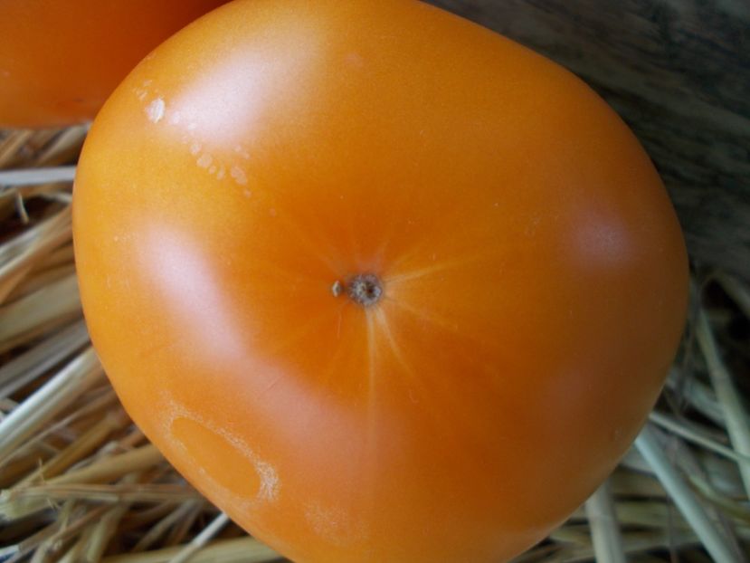  - SEMINTE ROSII - T 963 ISBELL S GOLDEN COLOSSAL