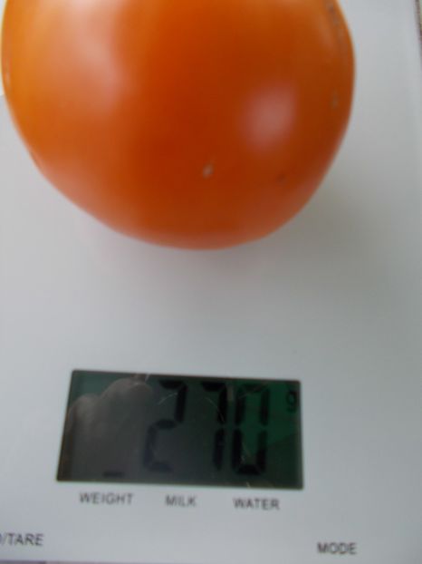  - SEMINTE ROSII - T 963 ISBELL S GOLDEN COLOSSAL