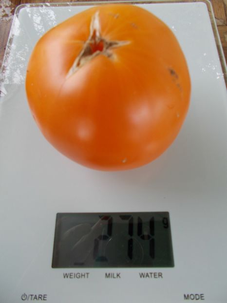  - SEMINTE ROSII - T 963 ISBELL S GOLDEN COLOSSAL