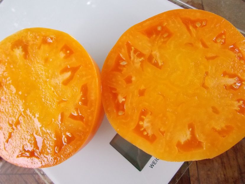  - SEMINTE ROSII - T 963 ISBELL S GOLDEN COLOSSAL